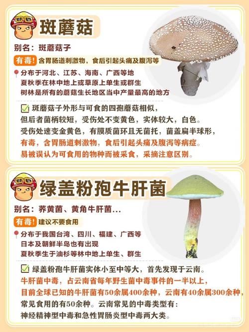 用狗试毒蘑菇仍中毒,狗狗能吃蘑菇菌种吗?
