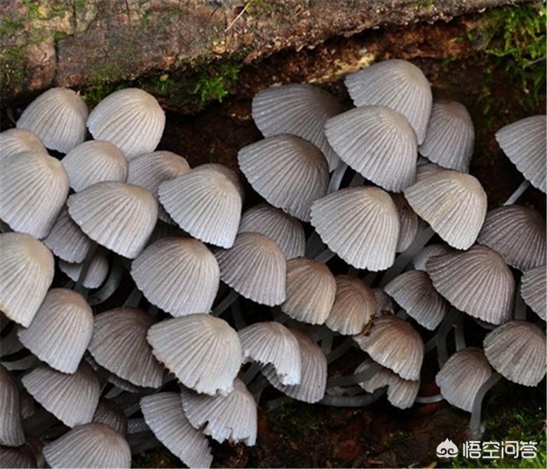 用狗试毒蘑菇仍中毒,狗狗能吃蘑菇菌种吗? 用狗试毒蘑菇仍中毒,狗狗能吃蘑菇菌种吗?