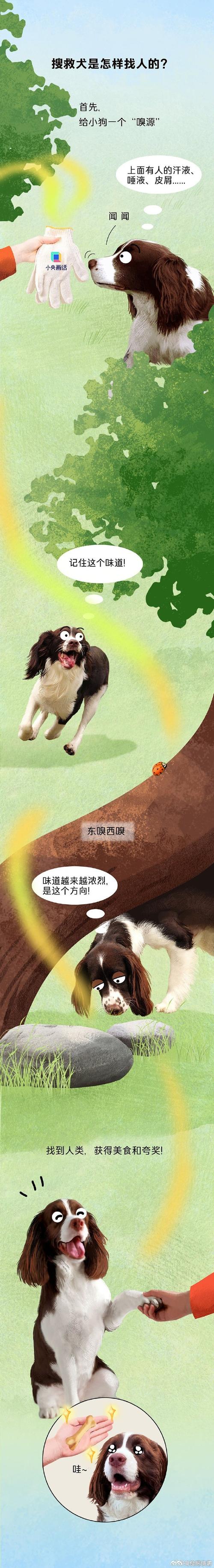 搜救犬2天2夜没吃饭,搜救犬基本知识?