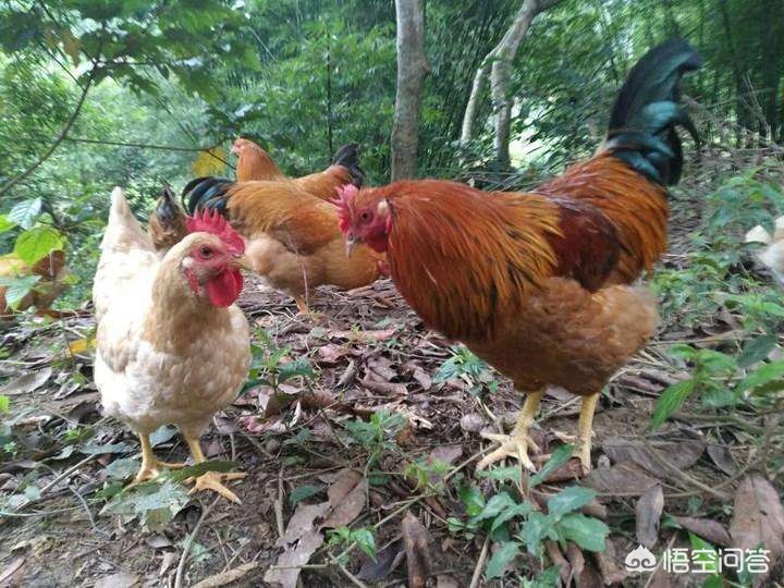 柴鸡蛋主页已无作品,柴鸡蛋的边若水讲的什么？