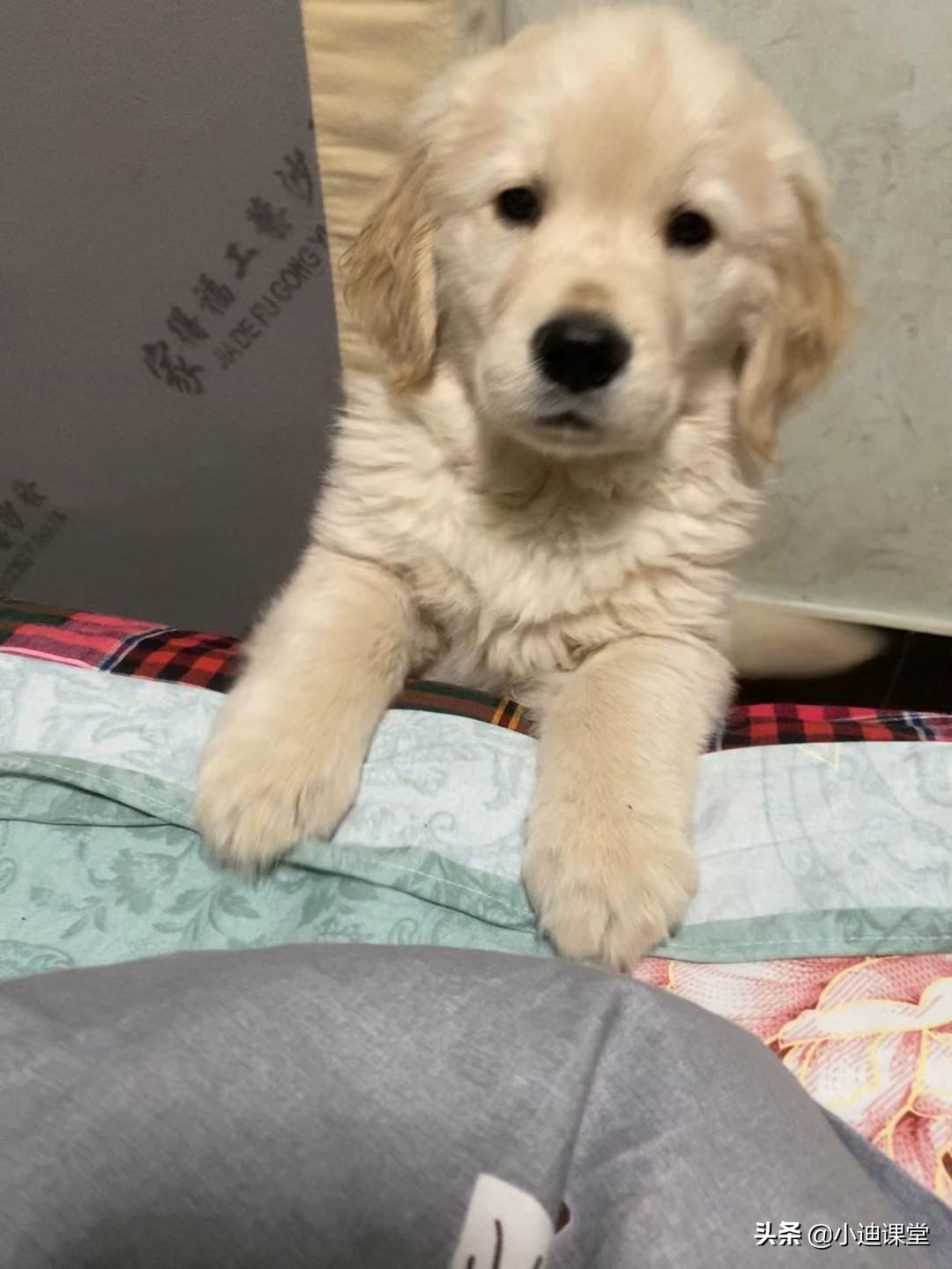 苹果CEO感谢国补,苹果ceo感谢中国