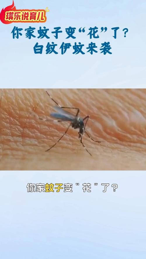 北方省出现白纹伊蚊,白纹伊蚊是从哪里来的?