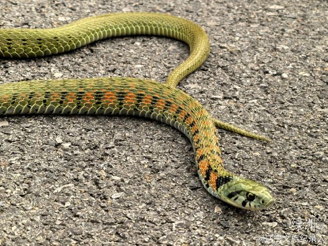 遇蛇大叫把蛇吓跑了,蛇的叫声怎么叫?