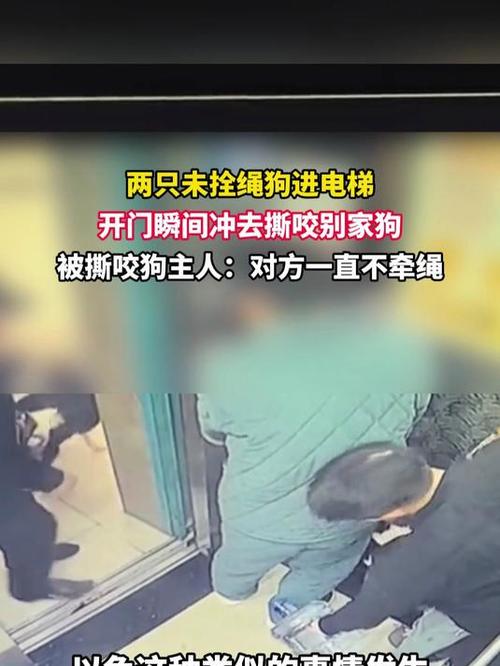 男童被犬只撕咬下体,就黑衣女子不牵狗绳子,狗咬伤男子下体,你怎么看?