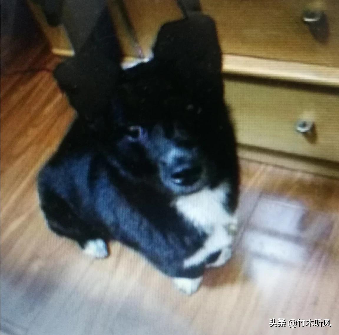 男童被犬只撕咬下体,