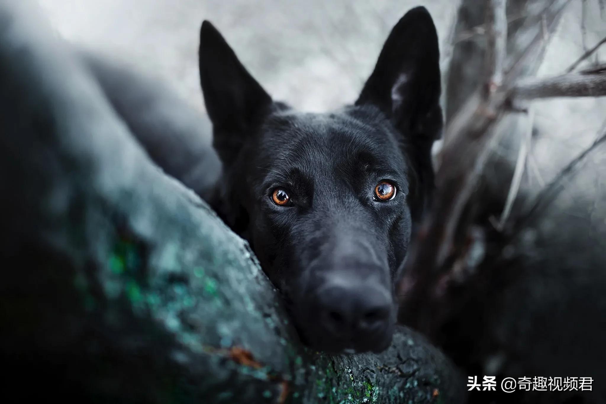 男童被犬只撕咬下体,如何看待主人猝死被狗啃尸，下体内脏脑浆被狗分食？