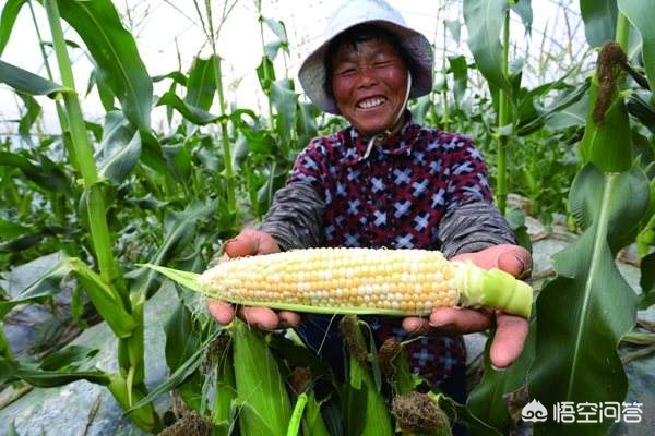 海外网红扎堆中国行,在国外的中国网红