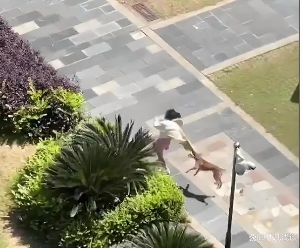 乘电梯被狗扑咬出血,我家狗狗前脚被电梯夹了一下,脚指被夹破了,指甲还有部分在肉上,能?