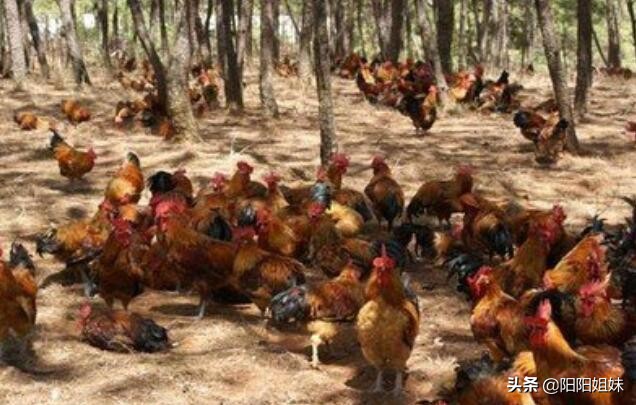 离婚被判吃掉鸡再离,会把鸡吃掉的动物？