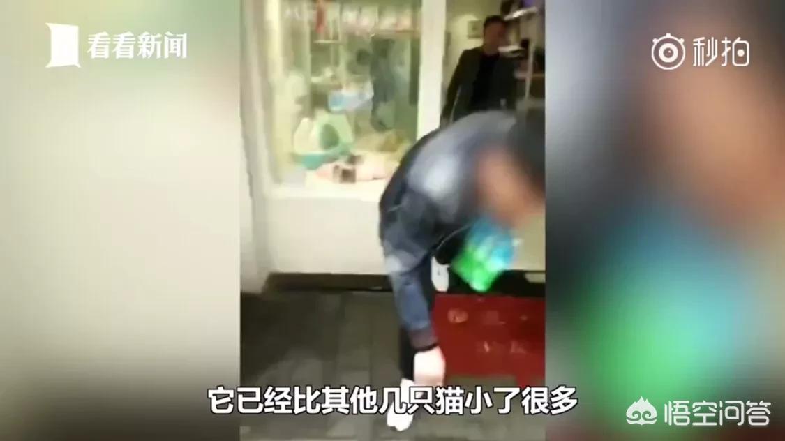 因猫与男友争吵被害,因猫与男友争吵被害怎么办