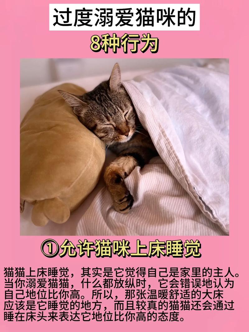 因猫与男友争吵被害,男朋友喜欢猫,而自己不喜欢,该怎么办?