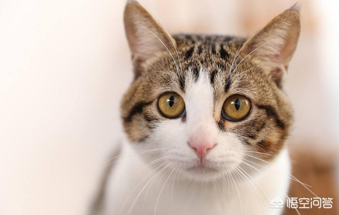 医生持弓箭射流浪猫,医生和猫咪短片动画叫什么？