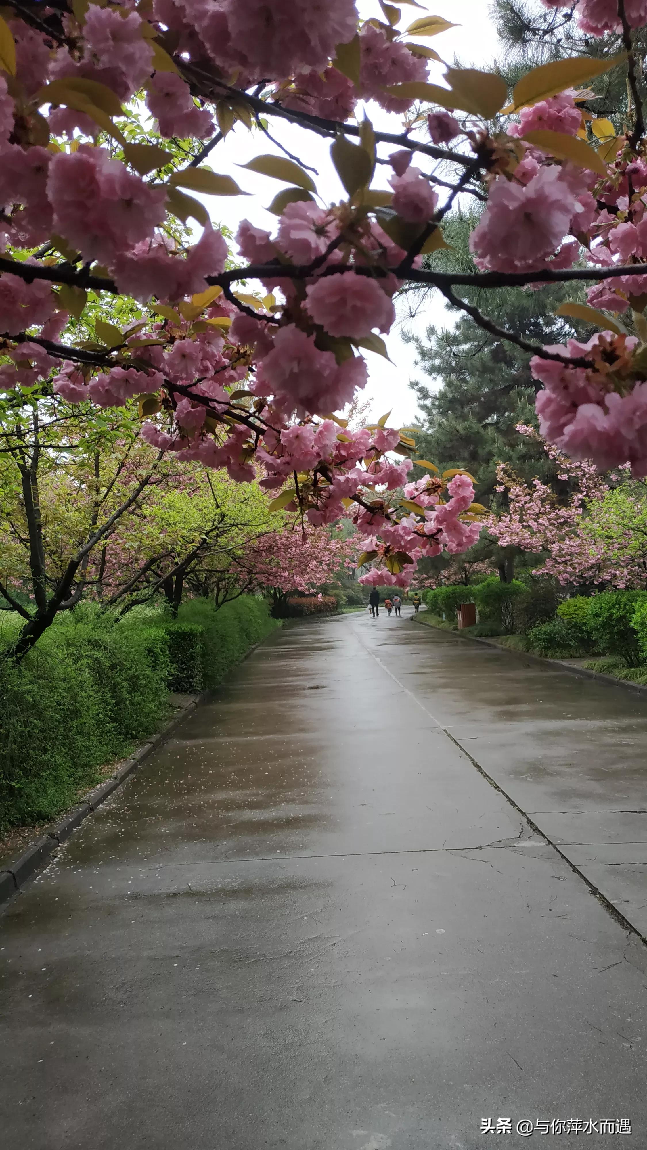 贾乃亮带甜馨旅行,贾乃亮和甜馨上过哪些综艺节目？