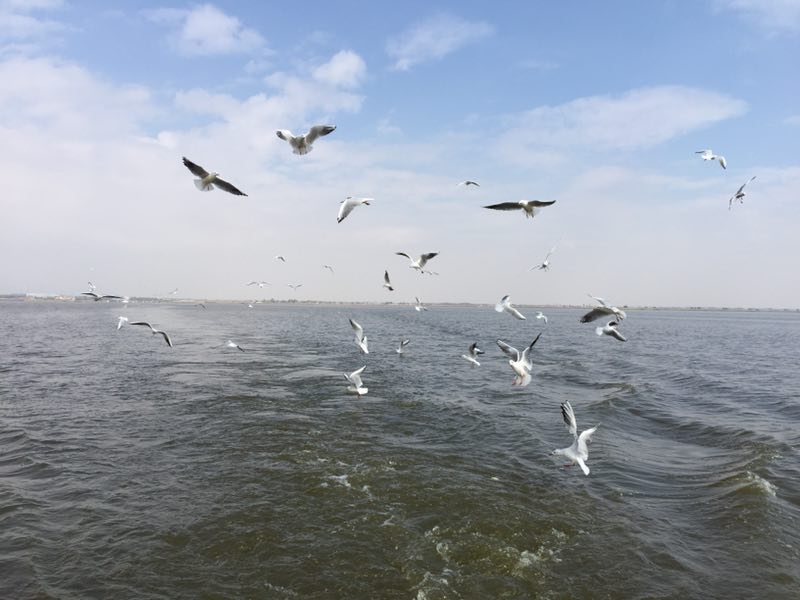 中国留学生遭群殴,中国留学生遭群殴事件