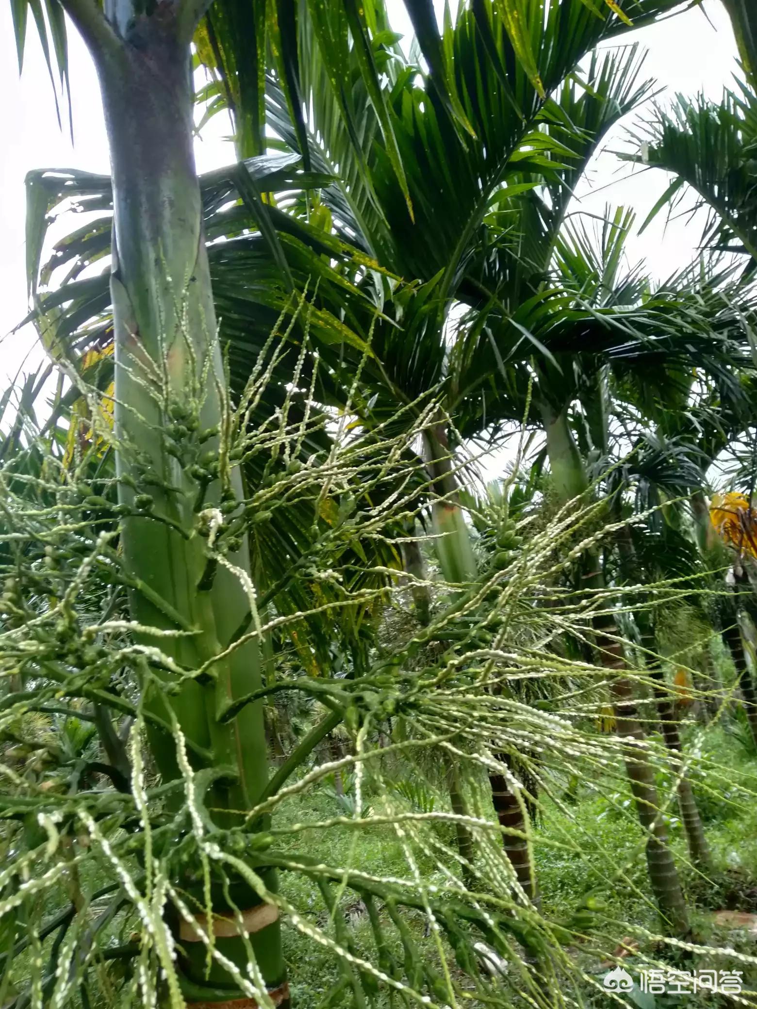 1亿国人在嚼槟榔,中国嚼槟榔人数