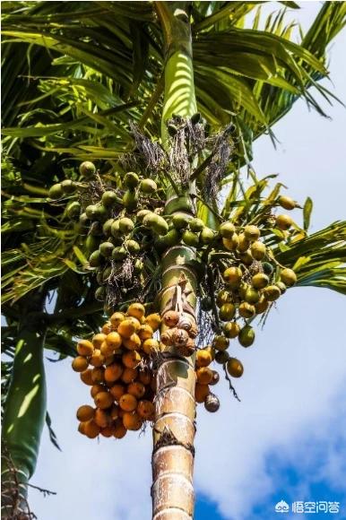 1亿国人在嚼槟榔,我一个东北人，为什么嚼槟榔会上瘾？