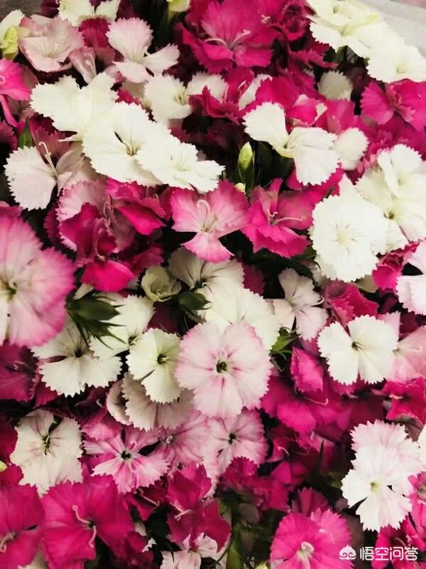 外卖员曝拍女生洗澡,下铺室友不讲卫生，夏天阵阵“飘香”怎么办？有没有什么东西放在床头可以净化空气的？