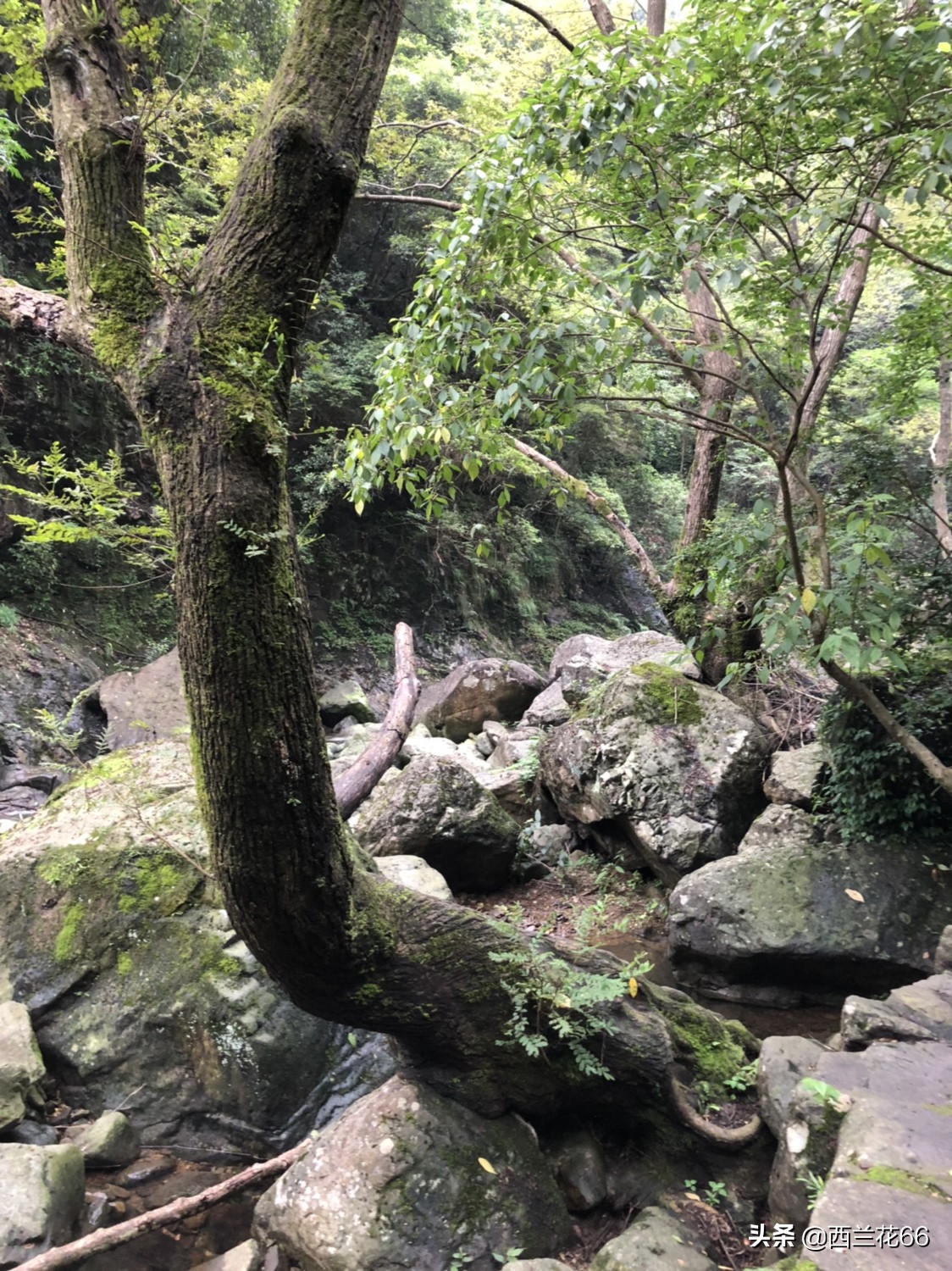 旅游变骨灰被寄回家,百年之后,你愿意把骨灰撒在风景优美的山林中吗? 旅游变骨灰被寄回家,百年之后,你愿意把骨灰撒在风景优美的山林中吗?
