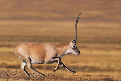 无人区来了机器羚羊,无人区 有惊喜