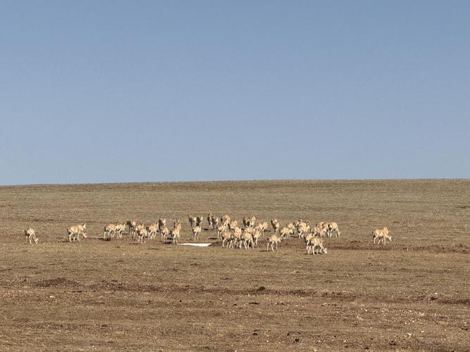 无人区来了机器羚羊,藏北无人区被称为“生命的禁区”,为什么藏羚羊等动物能够生存?