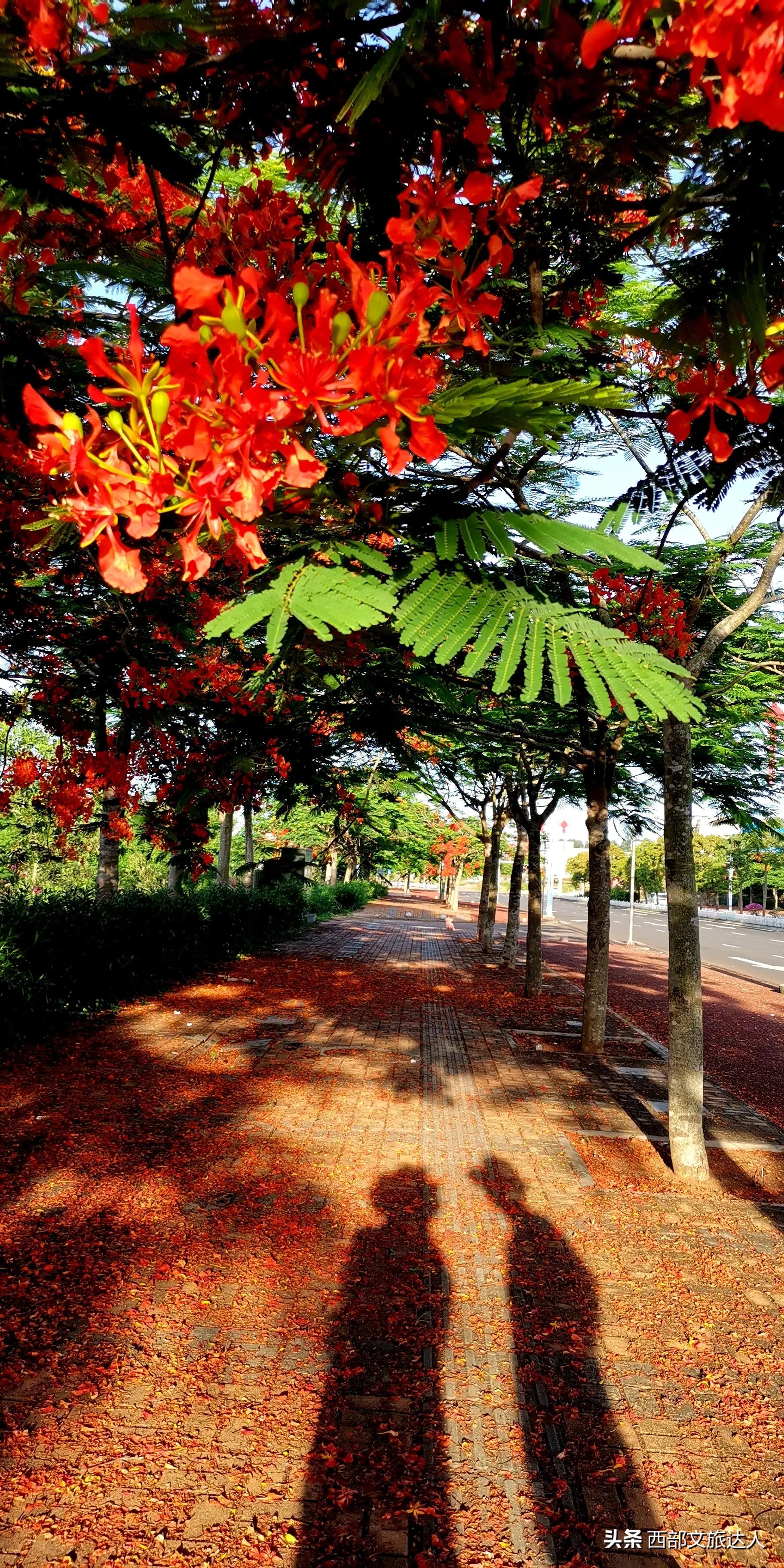 三亚一酒店虫子成群,三亚咬人的虫是什么虫？