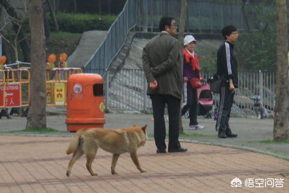 一女童被大型犬咬伤,如何看待南昌一小区女子被两只大型犬咬伤这件事？