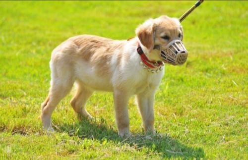 一女童被大型犬咬伤,前几日，上海一大型犬咬了日本女子，有人说被咬伤的日本女人会得到巨额赔偿，你怎么看？