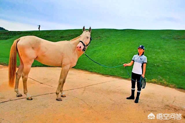 9万买汗血宝马死亡,汗血宝马出售