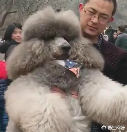 男子下山被棕熊拖走,把岳父岳母推下山的男子叫什么? 男子下山被棕熊拖走,把岳父岳母推下山的男子叫什么?