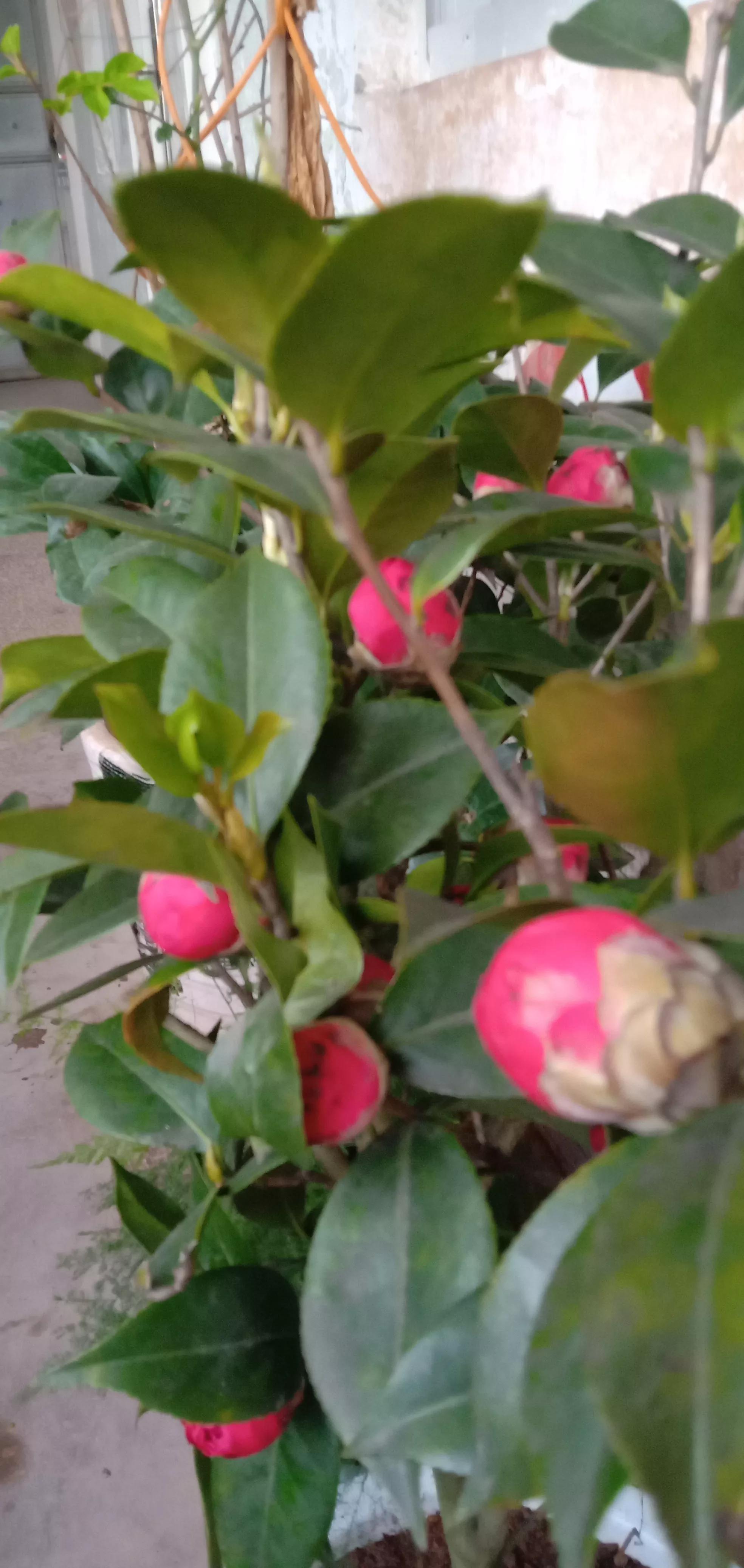 泽连斯基态度软了,泽连斯基知乎