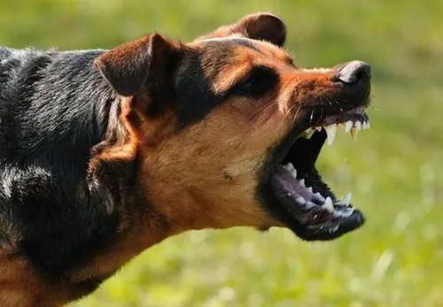 女子半夜偷菜赔2千,邻居偷吃我家地里的黄瓜，中毒花了几千，现在要求赔偿，怎么办？