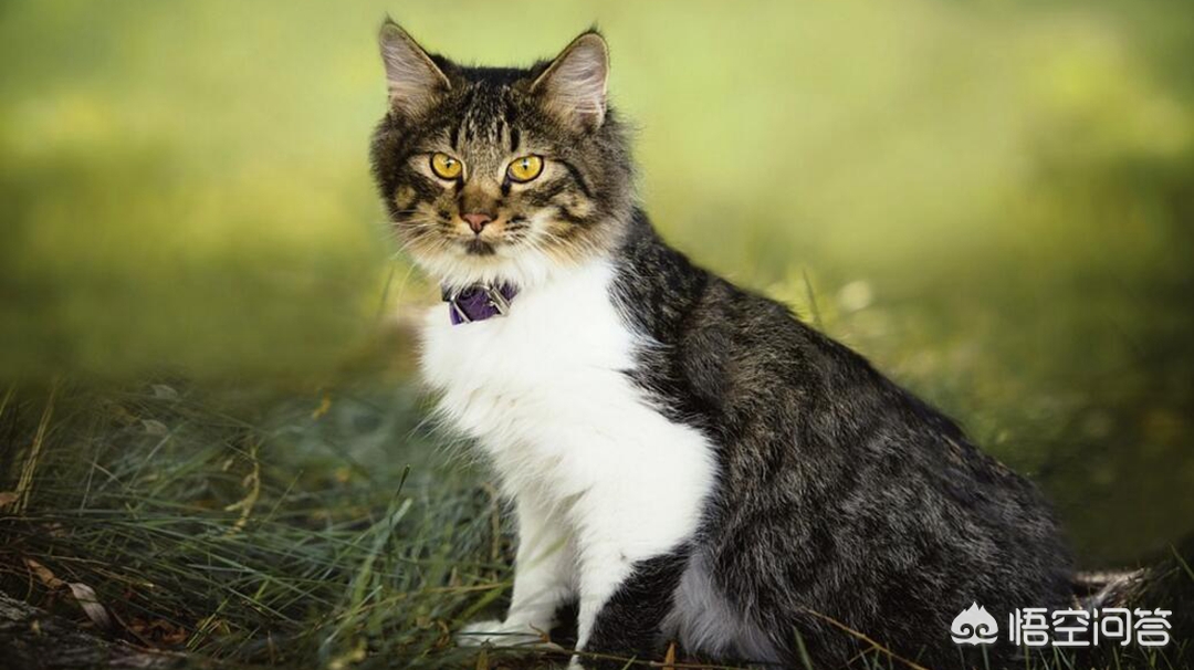 猫也会得痴呆症,不是每一只柴犬都有猫咪陪伴的，如何预防狗狗老年痴呆？