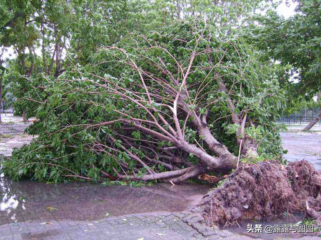 台风玲玲已生成,台风“玲玲”将生成,后天起将给厦门带来明显降雨, 你怎么看? 台风玲玲已生成,台风“玲玲”将生成,后天起将给厦门带来明显降雨, 你怎么看?