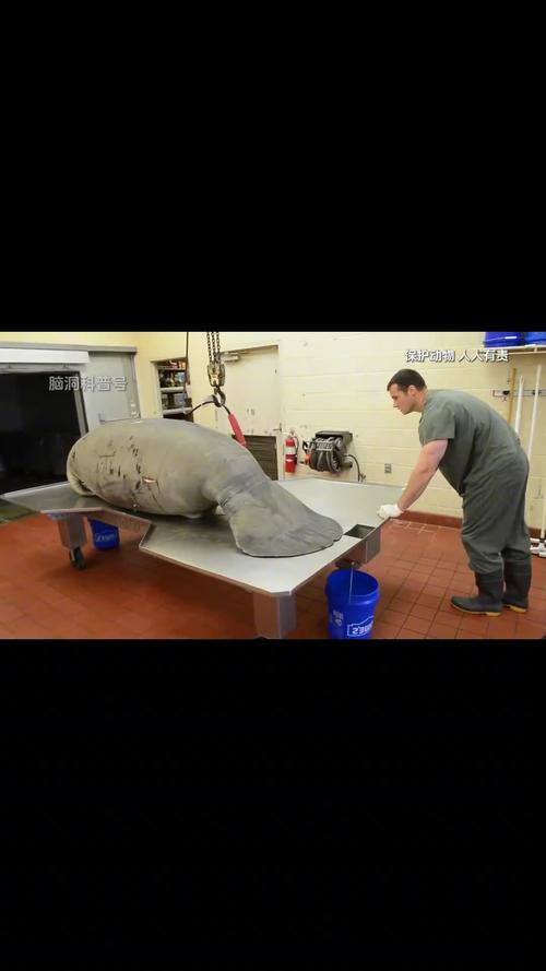 最古老海洋哺乳动物,最古老海洋哺乳动物是什么