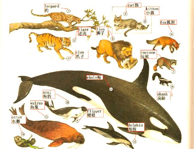 最古老海洋哺乳动物,海洋哺乳类演化过程?