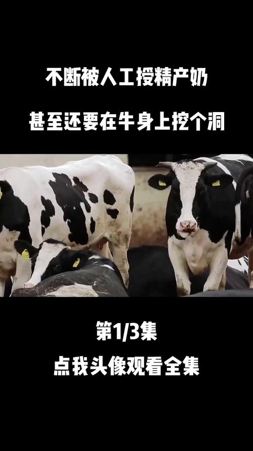 奶牛场发现6人死亡,一头奶牛和一车稻谷共重一吨?