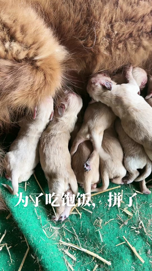 点拼好饭被骂狗饭 ,点拼好饭被骂狗饭