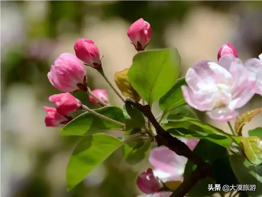 辽宁沈阳发生龙卷风,今天在沈阳旅游，看到了很多不认识的果实，谁知道的能说一下吗？