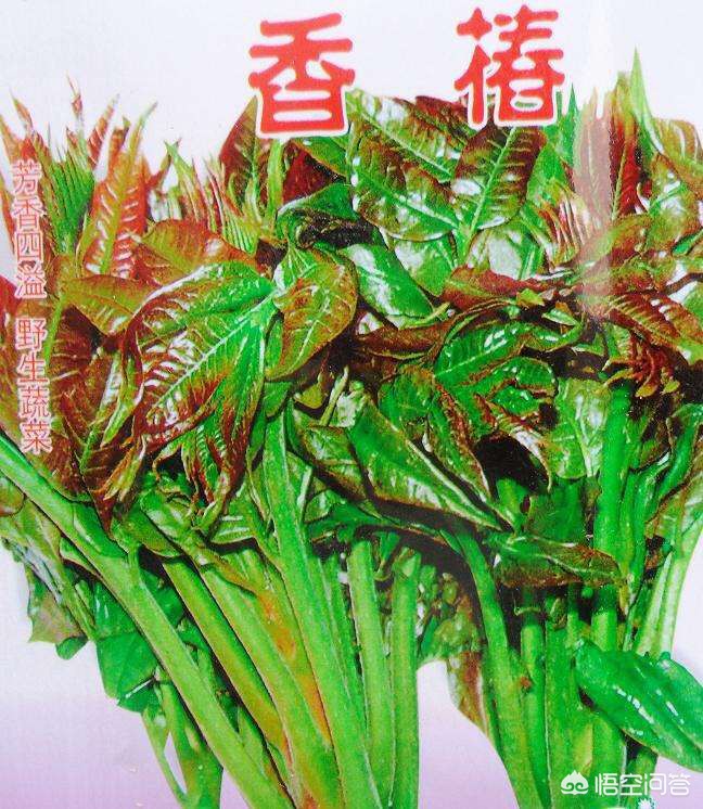 撞劳斯莱斯只赔200,餐桌上的“劳斯莱斯”,如何把200元一斤的香椿炒出大餐的味道? 撞劳斯莱斯只赔200,餐桌上的“劳斯莱斯”,如何把200元一斤的香椿炒出大餐的味道?