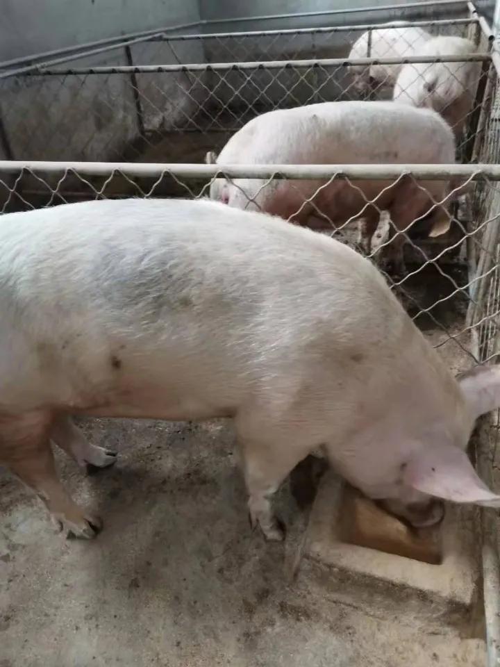 猪价跌入6元时代,猪价或跌回10元时代