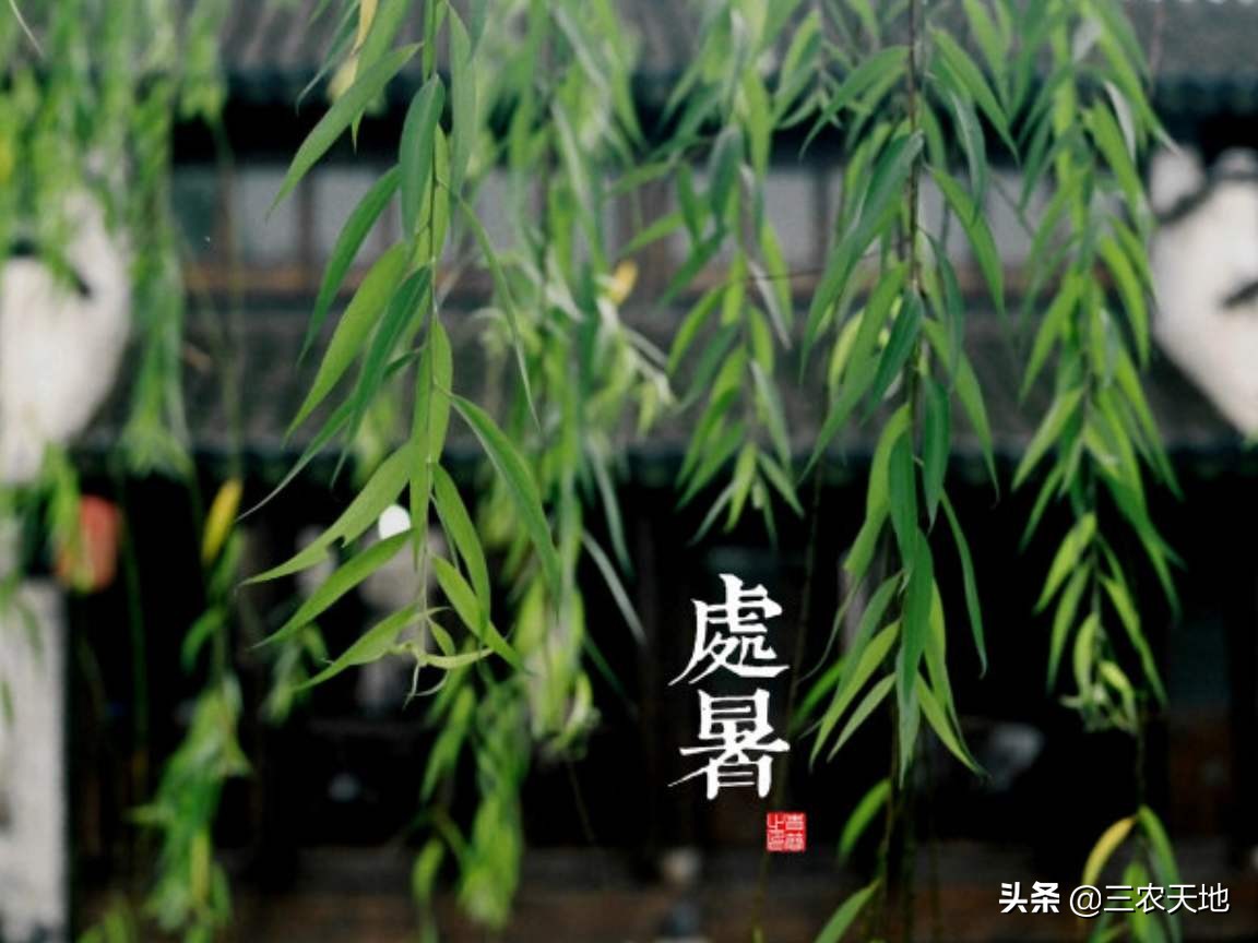 今天处暑,今天处暑是几点几分 今天处暑,今天处暑是几点几分