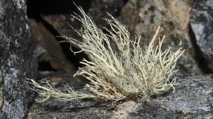 南极地衣百年长1毫,南极半岛以低等植物为主的原因?