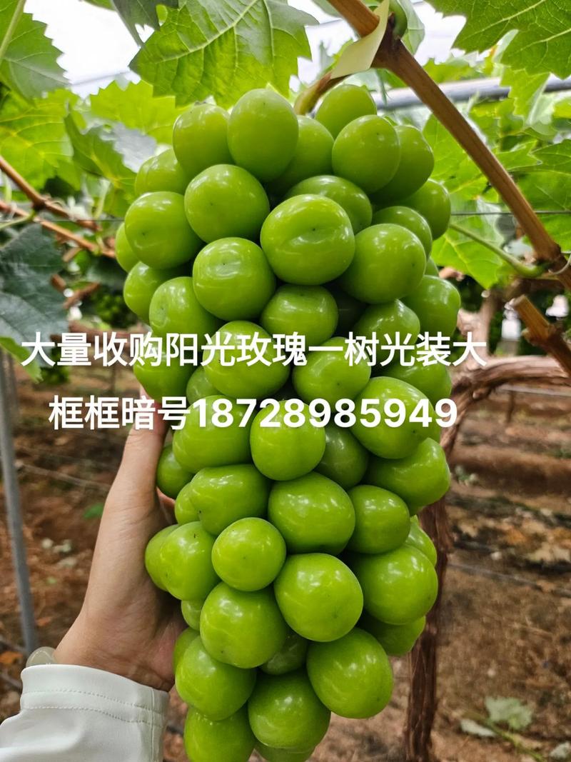 阳光玫瑰变阳光没贵,阳光玫瑰变阳光没贵的原因