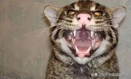 动物园老虎咬死猫,为什么猫生产后风到属虎的人就会把小猫吃掉？