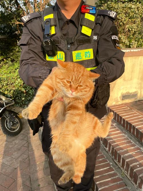 物业称将捕杀流浪猫,物业有权捕杀流浪猫吗