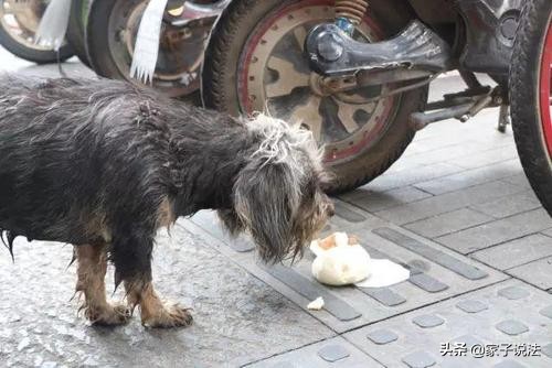 物业称将捕杀流浪猫,小区物业捕杀小区里的流浪猫狗怎么办，你认为他们有这个权利吗？