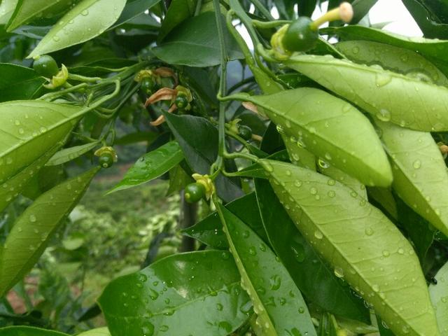 用药过量致皮肤脱落,BJD娃娃脸上的妆时间久了会自己掉吗？还是只要不过多的碰她皮肤就一直不会掉？