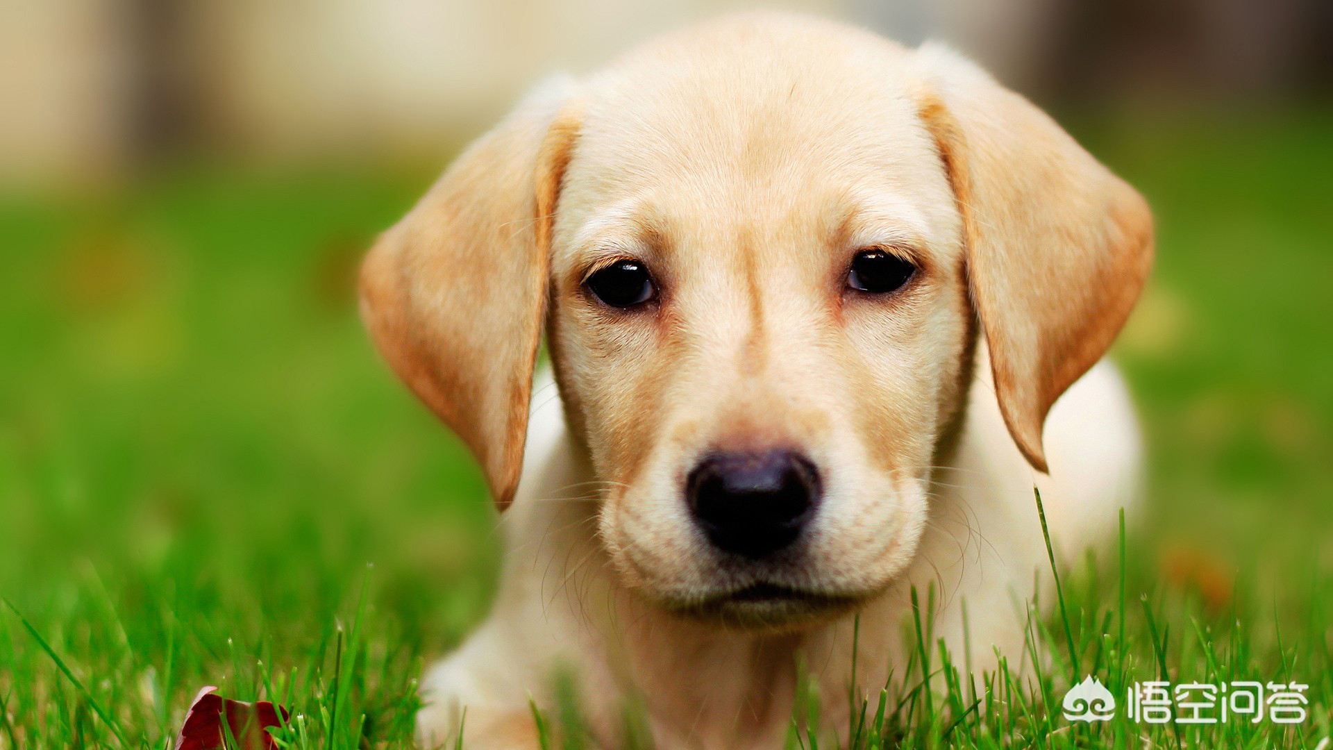 5岁半小狗攒万元,5岁半小狗攒万元正常吗