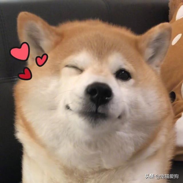 狗狗靠捡瓶存款过万,狗狗捡钱叼回了家好不好