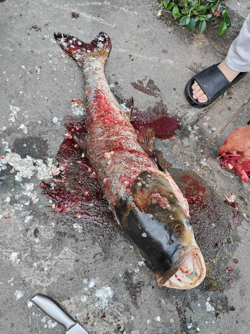 男子绑60斤鱼遛街,两斤多的鱼,鱼竿能拉起来吗?